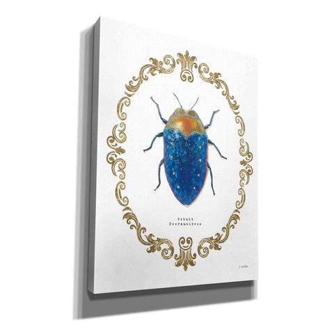 Image of 'Adorning Coleoptera V' by James Wiens, Canvas Wall Art,12x16x1.1x0,20x24x1.1x0,26x30x1.74x0,40x54x1.74x0