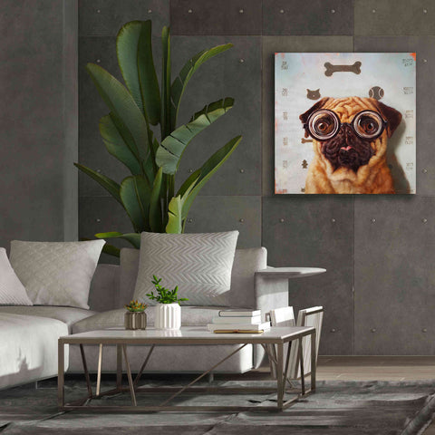 Image of 'Canine Eye Exam' by Lucia Heffernan, Canvas Wall Art,37x37