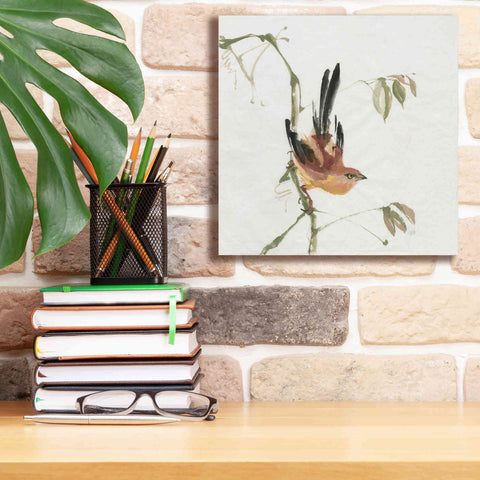 Image of 'Mountain Bush Warbler' by Chris Paschke, Canvas Wall Art,12 x 12