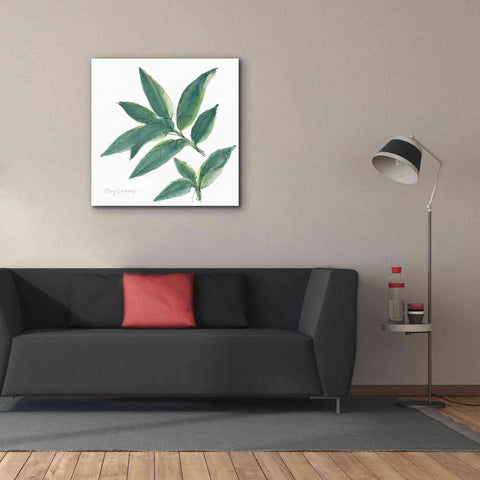 Image of 'Bay Leaf' by Chris Paschke, Canvas Wall Art,37 x 37