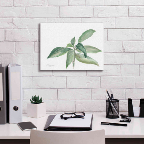 Image of 'Sage I' by Chris Paschke, Canvas Wall Art,16 x 12