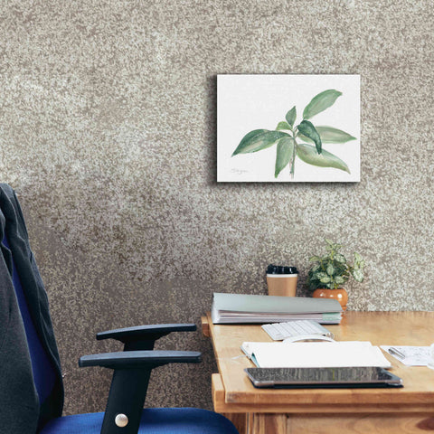 Image of 'Sage I' by Chris Paschke, Canvas Wall Art,16 x 12