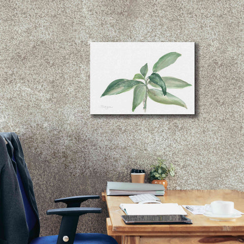 Image of 'Sage I' by Chris Paschke, Canvas Wall Art,24 x 20