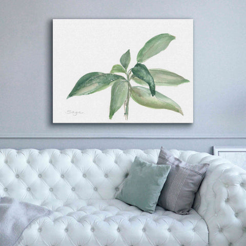 Image of 'Sage I' by Chris Paschke, Canvas Wall Art,54 x 40