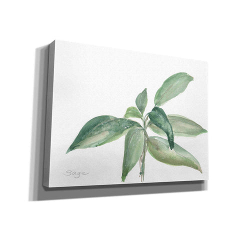 Image of 'Sage I' by Chris Paschke, Canvas Wall Art