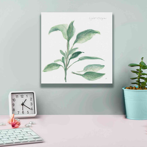 Image of 'Sage II' by Chris Paschke, Canvas Wall Art,12 x 12