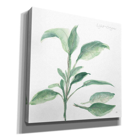 Image of 'Sage II' by Chris Paschke, Canvas Wall Art