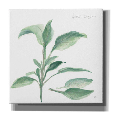 Image of 'Sage II' by Chris Paschke, Canvas Wall Art