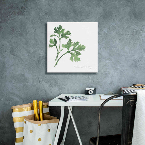 Image of 'Italian Parsley' by Chris Paschke, Canvas Wall Art,18 x 18