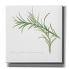 'Variegated Rosemary' by Chris Paschke, Canvas Wall Art