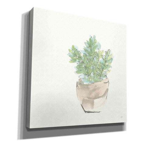 Image of 'Succulent II' by Chris Paschke, Giclee Canvas Wall Art