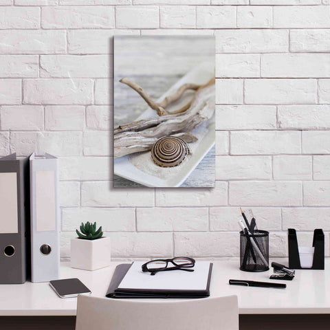 Image of 'Zen Style Driftwood Seashell Still' by Andrea Haase, Giclee Canvas Wall Art,12 x 18