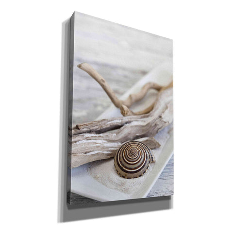 Image of 'Zen Style Driftwood Seashell Still' by Andrea Haase, Giclee Canvas Wall Art