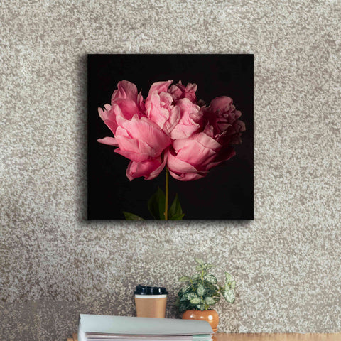 Image of 'Perfect Peony' by Leah McLean Giclee Canvas Wall Art,18 x 18