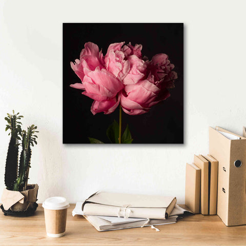 Image of 'Perfect Peony' by Leah McLean Giclee Canvas Wall Art,18 x 18