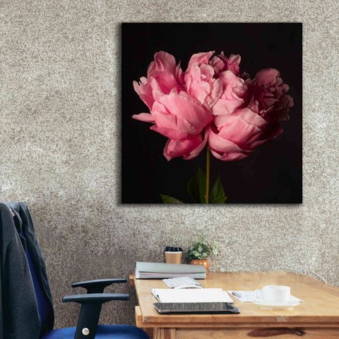 Image of 'Perfect Peony' by Leah McLean Giclee Canvas Wall Art,37 x 37
