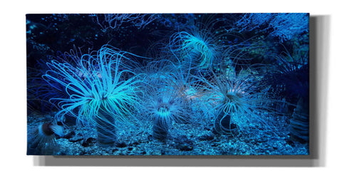 Image of 'Anemone Jungle' by Epic Portfolio, Giclee Canvas Wall Art