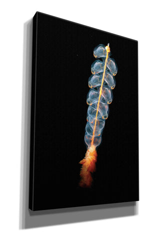 Image of 'Deep Sea Rocket' by Epic Portfolio, Giclee Canvas Wall Art