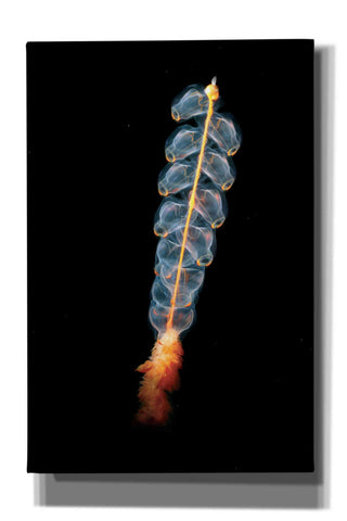 Image of 'Deep Sea Rocket' by Epic Portfolio, Giclee Canvas Wall Art