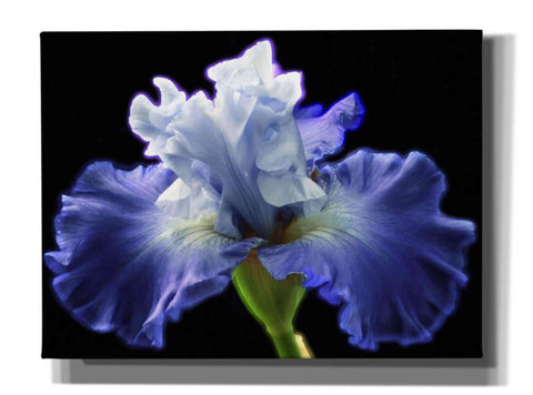 Image of 'Violet Blaze ' by Epic Portfolio, Giclee Canvas Wall Art