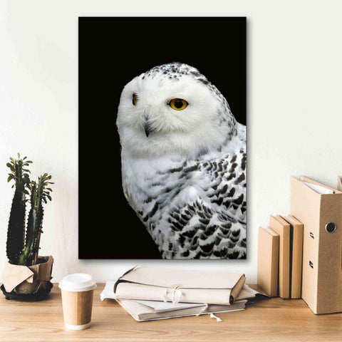Image of 'Snowy Owl' by Epic Portfolio, Giclee Canvas Wall Art,18x26