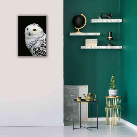 Image of 'Snowy Owl' by Epic Portfolio, Giclee Canvas Wall Art,18x26