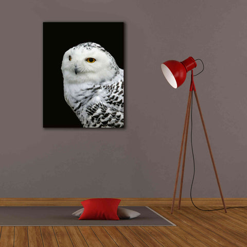 Image of 'Snowy Owl' by Epic Portfolio, Giclee Canvas Wall Art,26x34