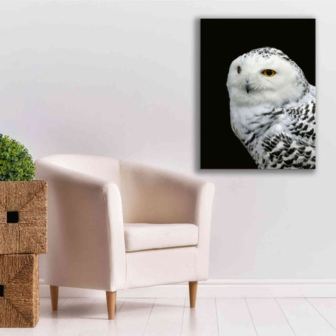 Image of 'Snowy Owl' by Epic Portfolio, Giclee Canvas Wall Art,26x34