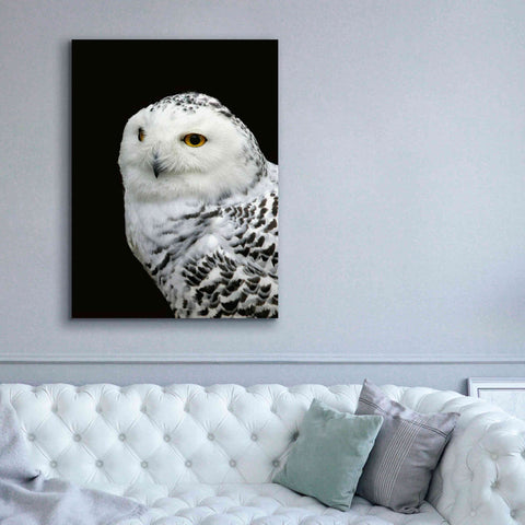 Image of 'Snowy Owl' by Epic Portfolio, Giclee Canvas Wall Art,40x54