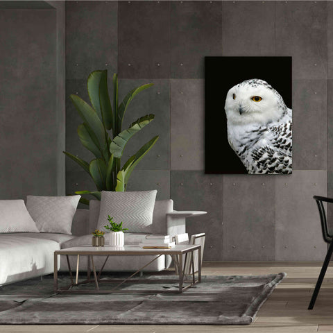 Image of 'Snowy Owl' by Epic Portfolio, Giclee Canvas Wall Art,40x54