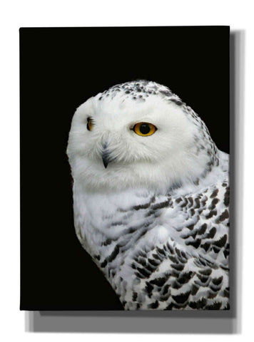 Image of 'Snowy Owl' by Epic Portfolio, Giclee Canvas Wall Art