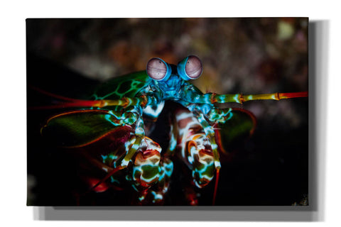 Image of 'Peacock Mantis Shrimp' by Epic Portfolio, Canvas Wall Art