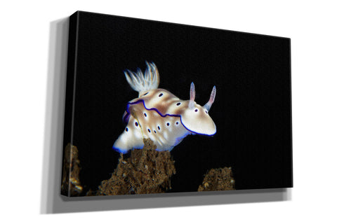 Image of 'Nudibranch On Coral Reef' by Epic Portfolio, Canvas Wall Art