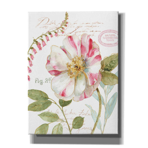 Image of 'Rainbow Seeds Botanical II' by Lisa Audit, Canvas Wall Art