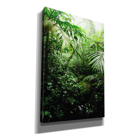 Image of "Misty Rainforest Creek" by Nicklas Gustafsson Giclee Canvas Wall Art