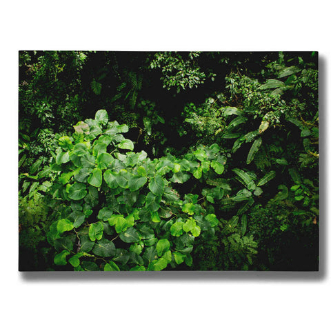 Image of "Rainforest Canopy" by Nicklas Gustafsson Giclee Canvas Wall Art