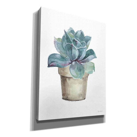Image of 'Mixed Greens Succulent IV' by Lisa Audit, Canvas Wall Art