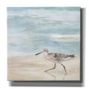 'Speckled Willet II' by Victoria Borges, Canvas Wall Art