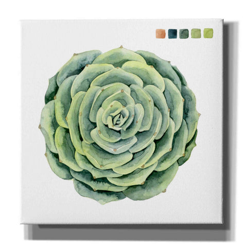 Image of 'Succulent Swatches IV' by Grace Popp, Canvas Wall Glass
