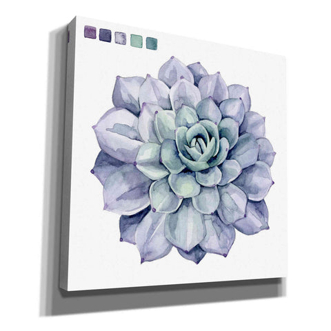 Image of 'Succulent Swatches III' by Grace Popp, Canvas Wall Glass