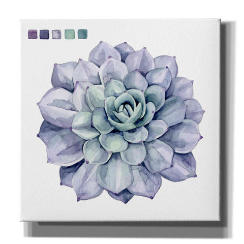 Image of 'Succulent Swatches III' by Grace Popp, Canvas Wall Glass