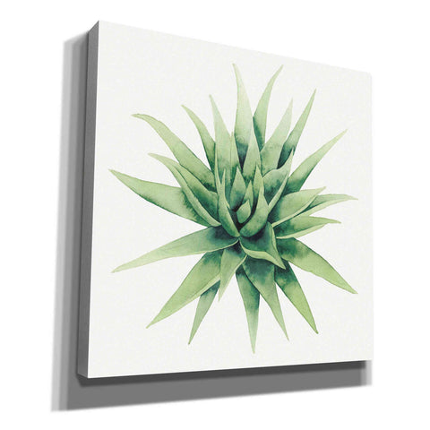 Image of 'Tropical Plant III' by Grace Popp, Canvas Wall Glass