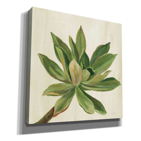 Image of 'Front Yard Succulent I' by Silvia Vassileva, Canvas Wall Art