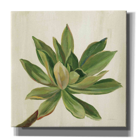 Image of 'Front Yard Succulent I' by Silvia Vassileva, Canvas Wall Art