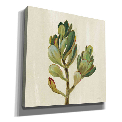 Image of 'Front Yard Succulent II' by Silvia Vassileva, Canvas Wall Art
