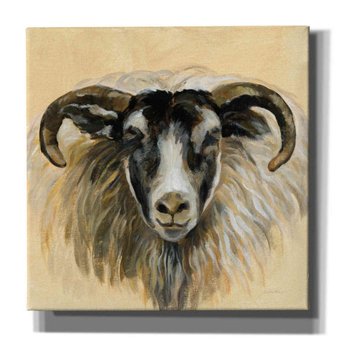 Image of 'Highland Animal Ram' by Silvia Vassileva, Canvas Wall Art