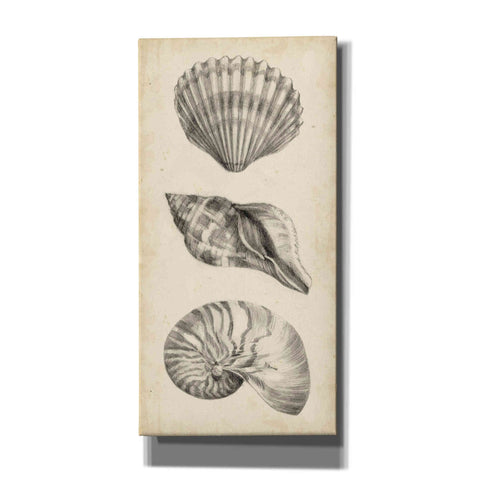Image of "Antique Shell Study Panel I" by Ethan Harper, Canvas Wall Art