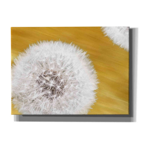 Image of "Blowballs On Gold Blur 2" by Hal Halli, Canvas Wall Art