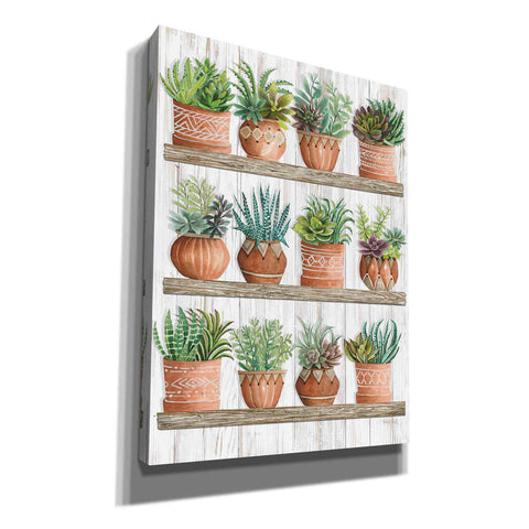 Image of 'Succulents on Shelves' by Cindy Jacobs, Canvas Wall Art