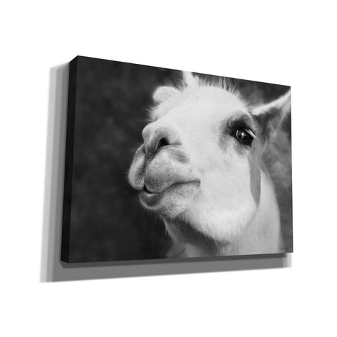 Image of 'Lake Tobias Alpaca' by Lori Deiter, Canvas Wall Art